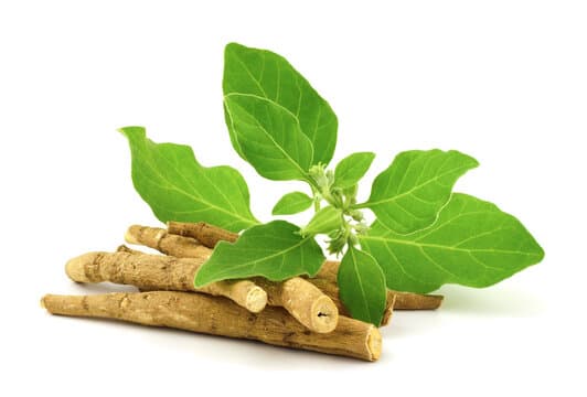 Ashwagandha Root Extract