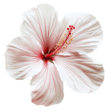 Little Berry Hibiscus