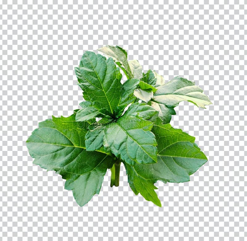 Raw True Greens