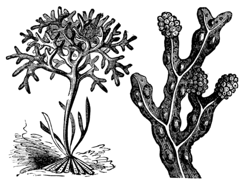 Sea moss & bladderwrack
