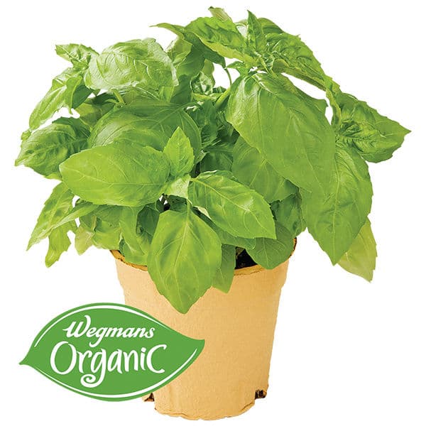 Wegmans Organic Basil Leaves