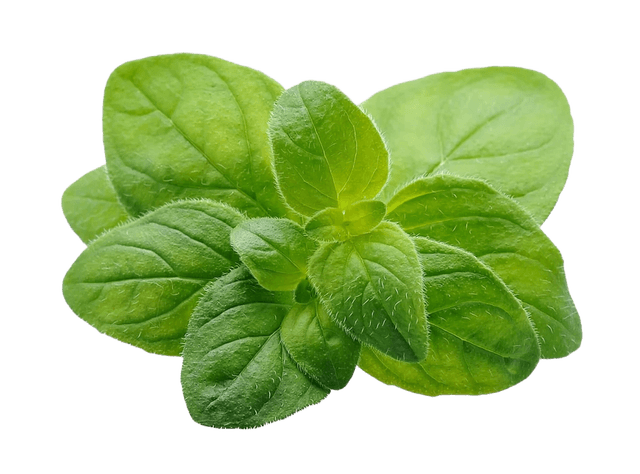 Oregano Leaves