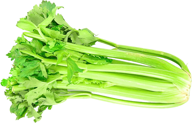 Fresh Florida Celery