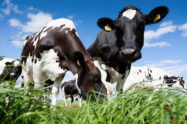 You're Eating What The Cow Ate